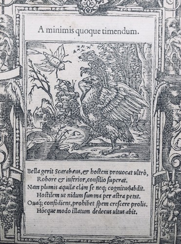 Aigle 1551 scarabée - aigle,